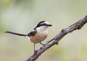 Maskenwuerger - Masked Shrike (Lanius nubicus)